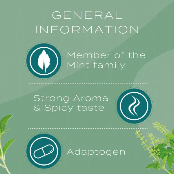 Holy Basil Capsules - Image 3