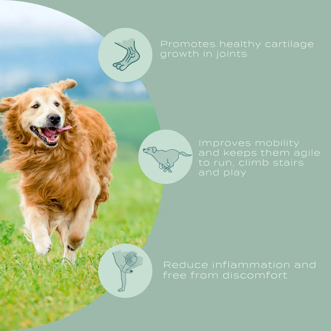 UC-II® Joint Care Dog Chews - Image 10